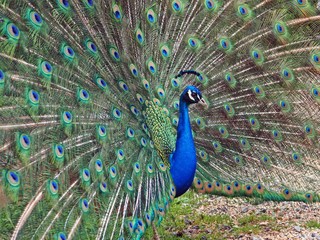 Obraz premium Radschlagender Pfau