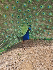 Fototapeta premium Radschlagender Pfau