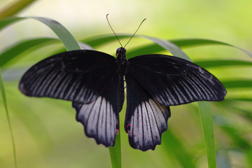 Black-white tropical butterfly on the leaf