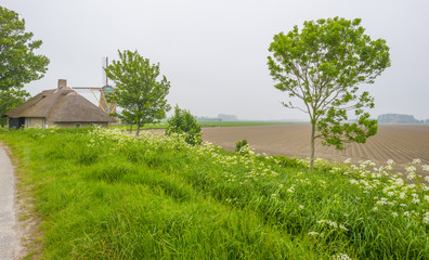 Wild flowers along a plowed field in spring