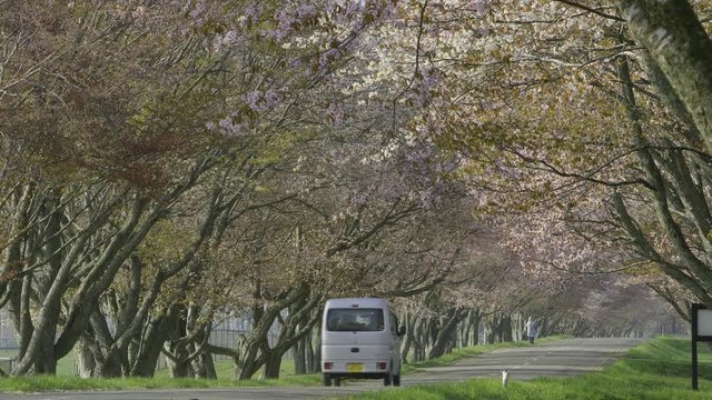 桜並木
