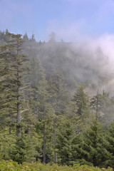 Cape Meares forest and cliffs Oregon coast.