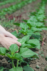 
Agronomist inspecting sunflower field