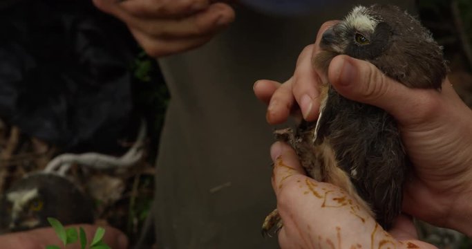 Scientist uses ruler to measure baby saw whet owlet wing
