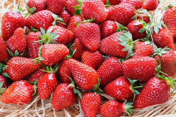 Freshly picked strawberries are ready to use