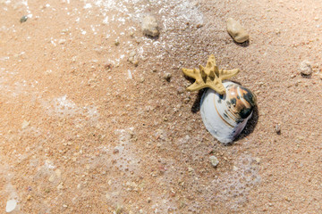 Sea shells , frangipani flowers and stones on the sand