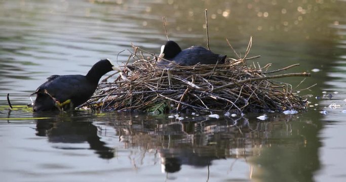 Pair of Coot birds with newly hatched nestlings in a nest on water surface during a spring nesting period