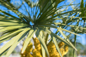 green palm leaves