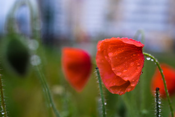 Red poppies after rain