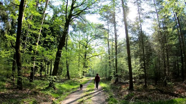 Waldspaziergang, Frau mit Hund im Fr&uuml;hling, Spessart, Bayern, 4K
