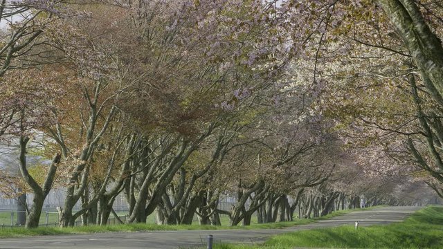 桜並木