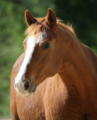 Naklejka premium American Quarterhorse Portrait