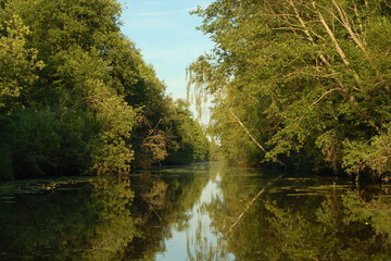 Small river in summer with green trees above the water on the banks in the form of a tunnel – nature, reserve, landscape