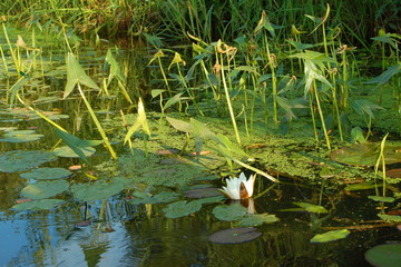 White water lilies with buds and large green leaves on the water in the summer afternoon