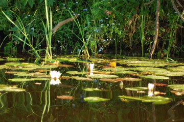 White water lilies with buds and large green leaves on the water in the summer afternoon