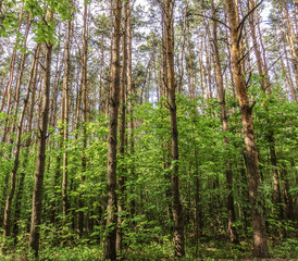 Forest scenery on a sunny spring summer day with grass alive trees and  green leaves at branches at a park botanical outdoor image