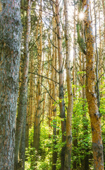 Forest scenery on a sunny spring summer day with grass alive trees and  green leaves at branches at a park botanical outdoor image