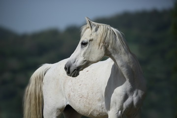 Obraz na płótnie Canvas Weißes Araber Pferd Portrait