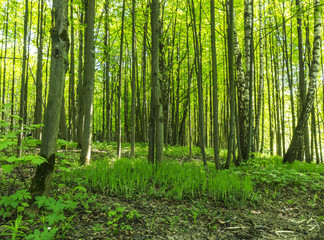 Forest scenery on a sunny spring summer day with grass alive trees and  green leaves at branches at a park botanical outdoor image