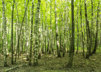 Fototapeta na wymiar Forest scenery on a sunny spring summer day with grass alive birch trees and green leaves at branches at a park botanical outdoor image