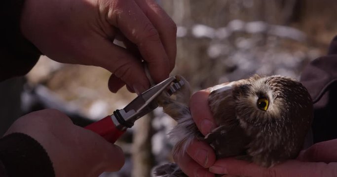 Scientist bands leg of saw whet owl