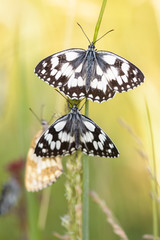 Schachbrettfalter #04