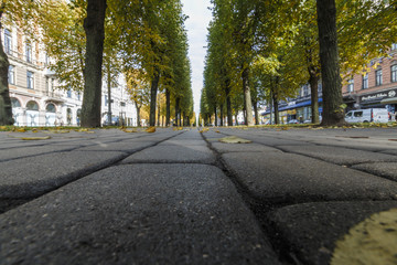 road, autumn, tree, nature, trees, forest, fall, landscape, street, green, yellow, asphalt, season, country, travel, way, rural, leaves, park, countryside, path, alley, sky, leaf, scene,Riga,Latvia