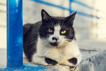 Portrait cute  a black and white homeless cat looking at the camera with embittered big green eyes on the street in summer