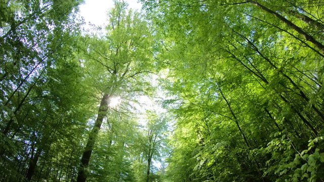 Laubwald, Buchen, Naturerlebnis, Schwenk, Panorama, Gimbal, Natur in Bewegung, Spessart, 4K