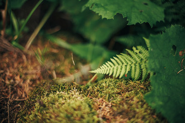 beautiful fern leaf and moss close-up in woods. fern leaves bokeh in sunny forest. environmental protection . earth protection. flora in mountains