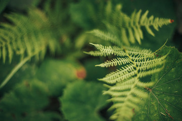 beautiful fern leaf close-up in woods. fern leaves bokeh in sunny forest. environmental protection...