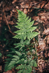 beautiful fern leaf on ground close-up in woods. fern leaves bokeh in sunny forest. environmental protection . earth protection. flora in mountains