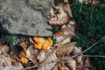 beautiful moss and fungus top view close-up in wood. old mossy ground with Chanterelle in sunny forest. environmental protection. fresh beauty, nature wallpaper. flora in mountains