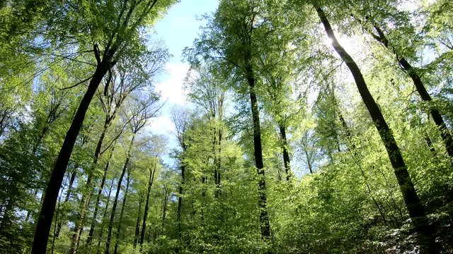 Laubwald, Buchen, Naturerlebnis, Schwenk, Panorama, Gimbal, Natur in Bewegung, Spessart, 4K