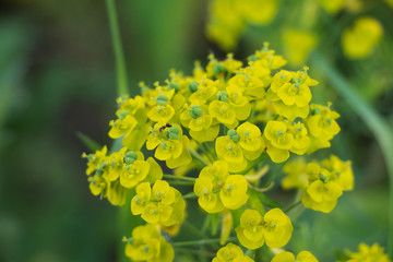 Yellow little flowers and ant