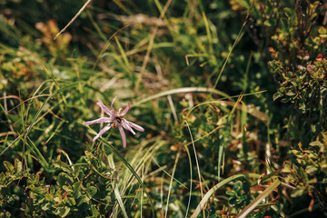 bee or bumble bee on beautiful pink wildflower in sunny mountains. wildflowers,herbs on hills in sunlight, pink flower on background of hill in grass