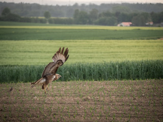 Mäusebussard am fliegen