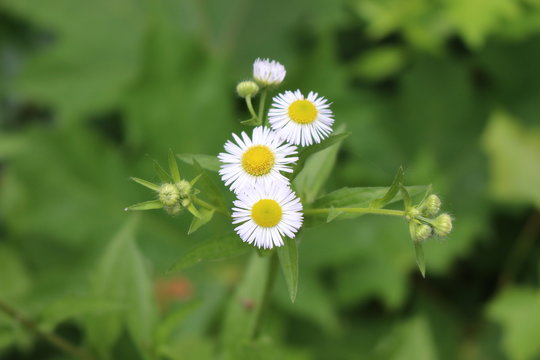  In the garden flowering white deisy