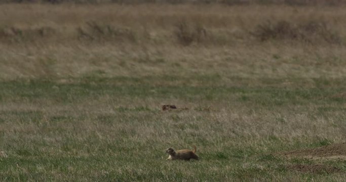 Prairie dog runs across grass to other burrow