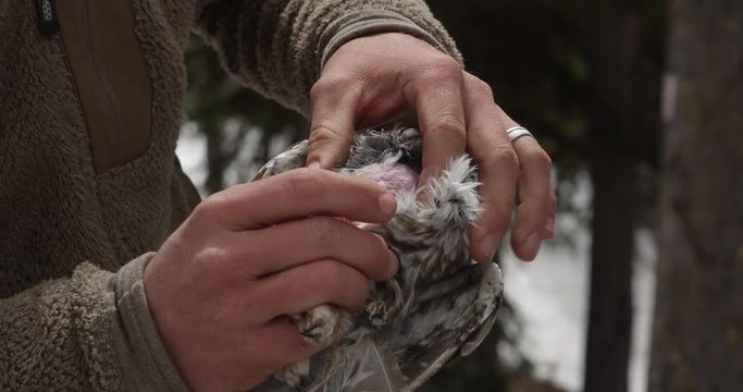 Biologist shows brood patch on boreal owl close