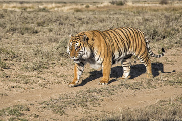 Fototapeta na wymiar Male tiger walking in Tiger Canyons Game Reserve in South Africa