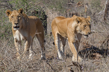 Two female lions in Kruger National Park in South Africa