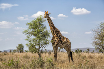 Giraffe in the Kruger National Park in Kenya