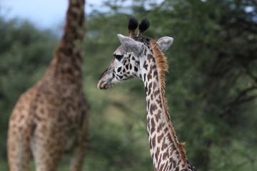 Masai Giraffe, Baby Giraffe around two weeks old, Serengeti, Tanzania