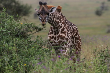 Masai Giraffe, Baby Giraffe around two weeks old, Serengeti, Tanzania