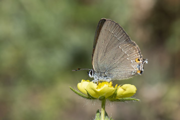 Minik Sevbeni / Satyrium acaciae