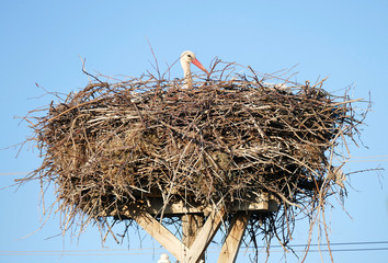 a stork lying in the incubator, a stork lying in the nest,


