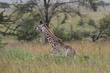 Masai Giraffe, Baby Giraffe around two weeks old, Serengeti, Tanzania