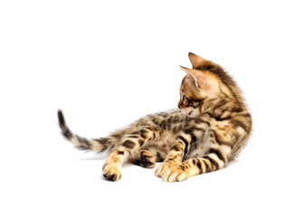 Bengal kitten looking at white background