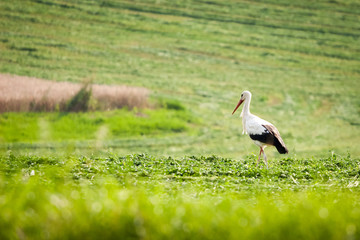 Obraz na płótnie Canvas One white stork stands in clover field
